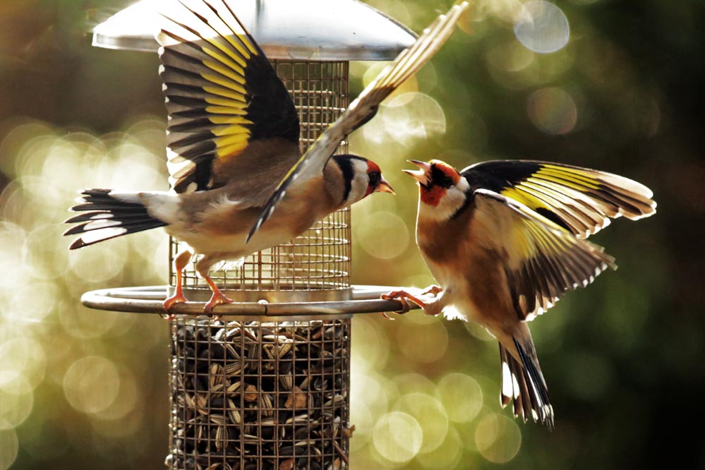 Carduelis carduelis