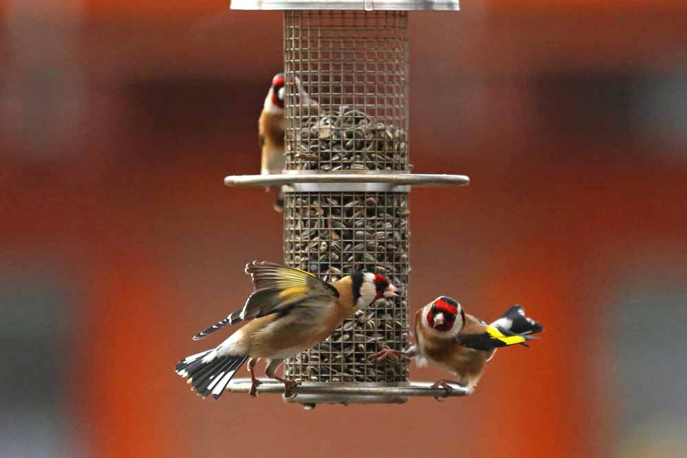 Carduelis carduelis 7/8