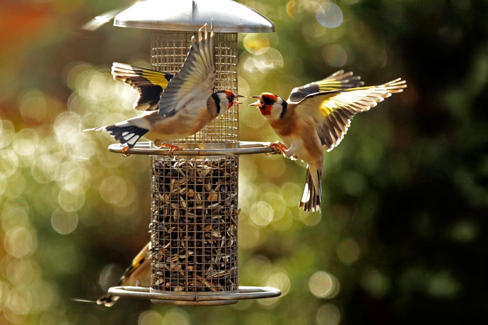 Carduelis carduelis