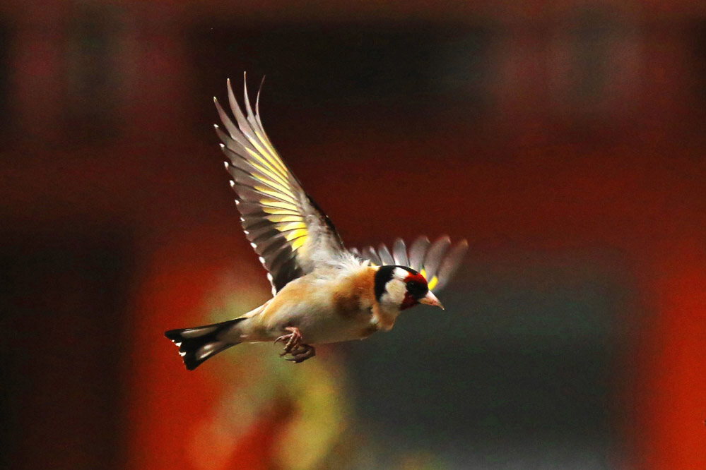 Carduelis carduelis