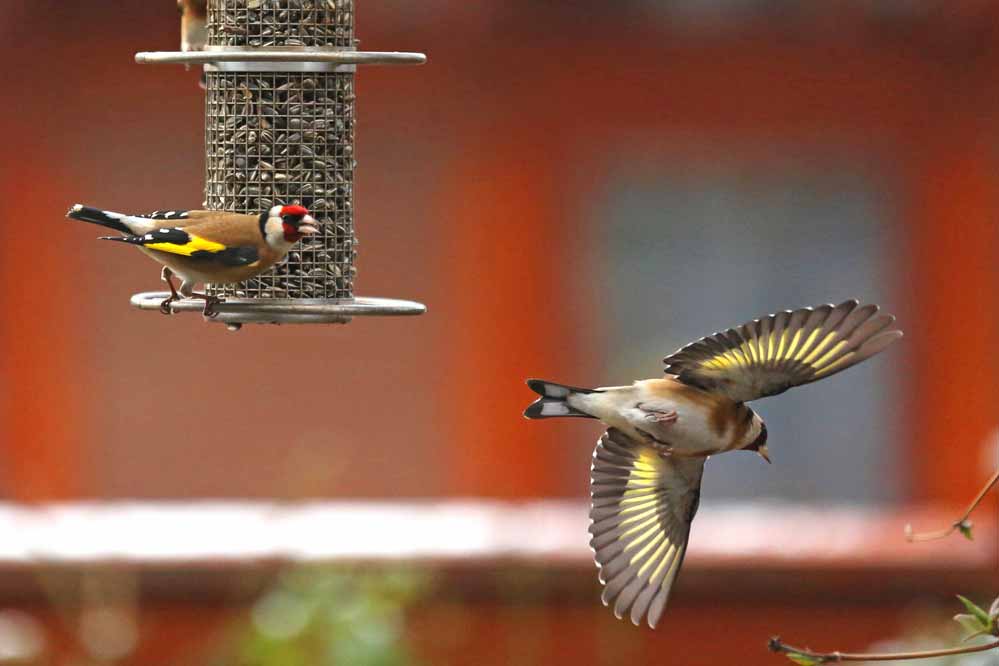 Carduelis carduelis 8/8