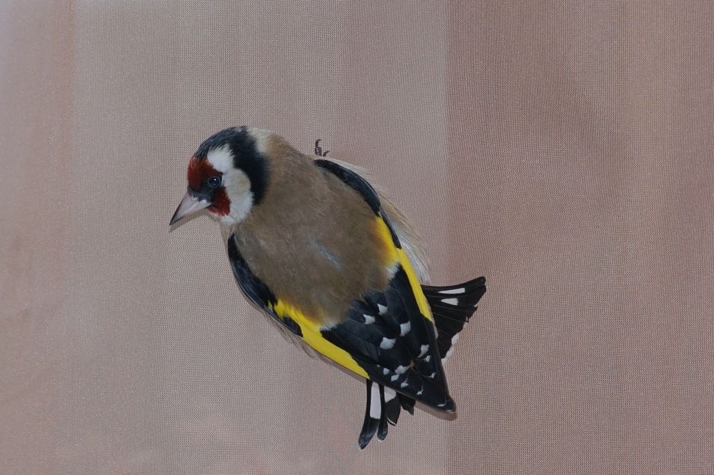 Carduelis carduelis