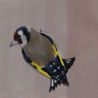 Carduelis carduelis