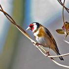 Carduelis carduelis