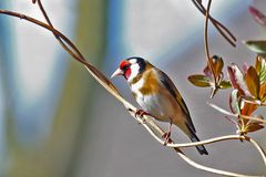 Carduelis carduelis