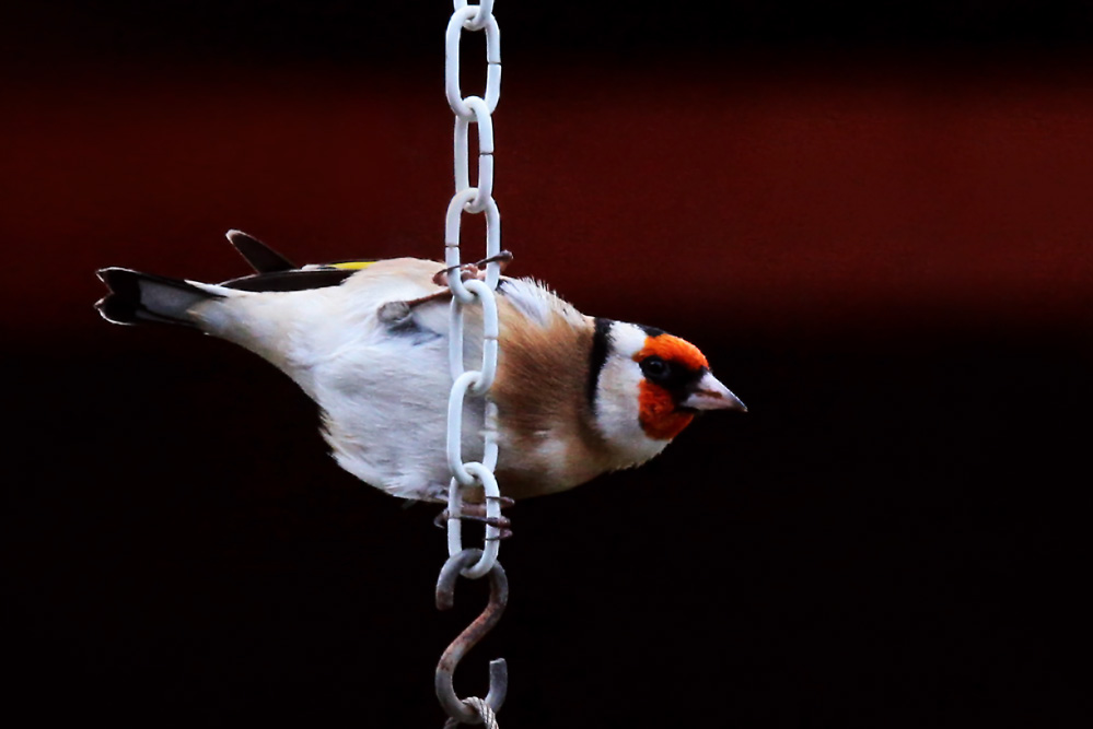 Carduelis carduelis - an der Kette (freiwillig)