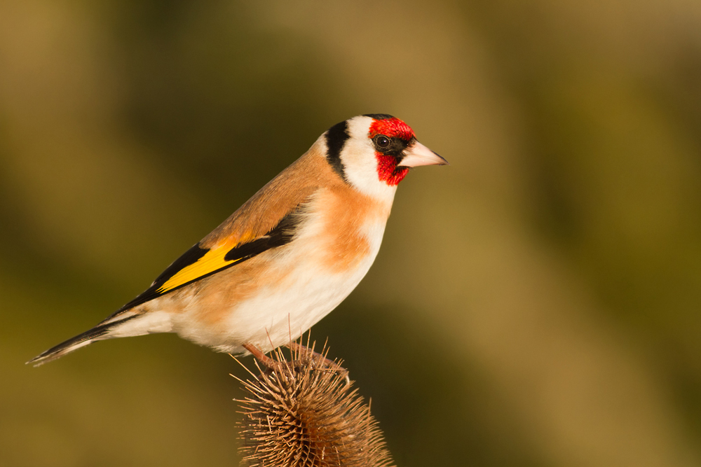 Carduelis carduelis