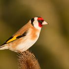 Carduelis carduelis