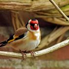 Carduelis carduelis