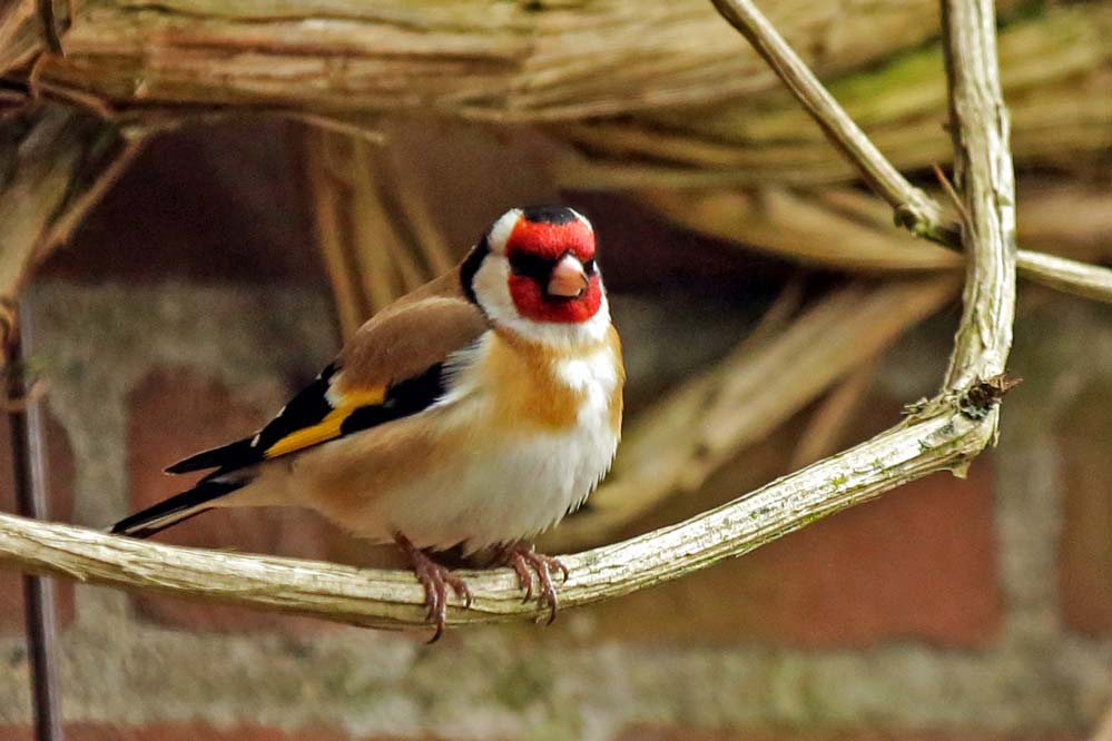 Carduelis carduelis