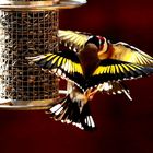 Carduelis carduelis