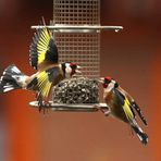 Carduelis carduelis