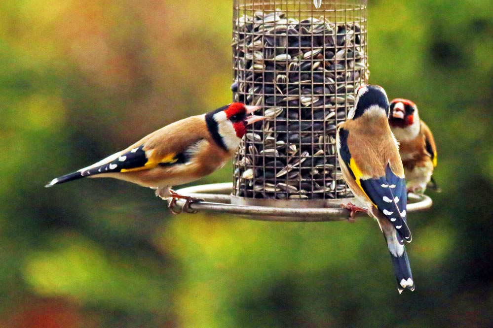 Carduelis carduelis