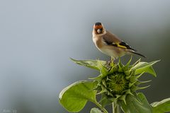 Carduelis carduelis