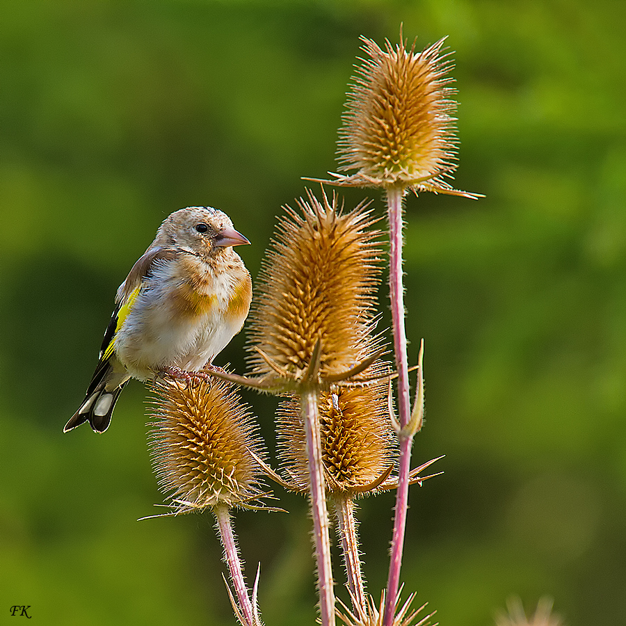 Carduelis carduelis , Distelfink 