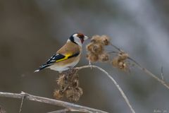 Carduelis carduelis