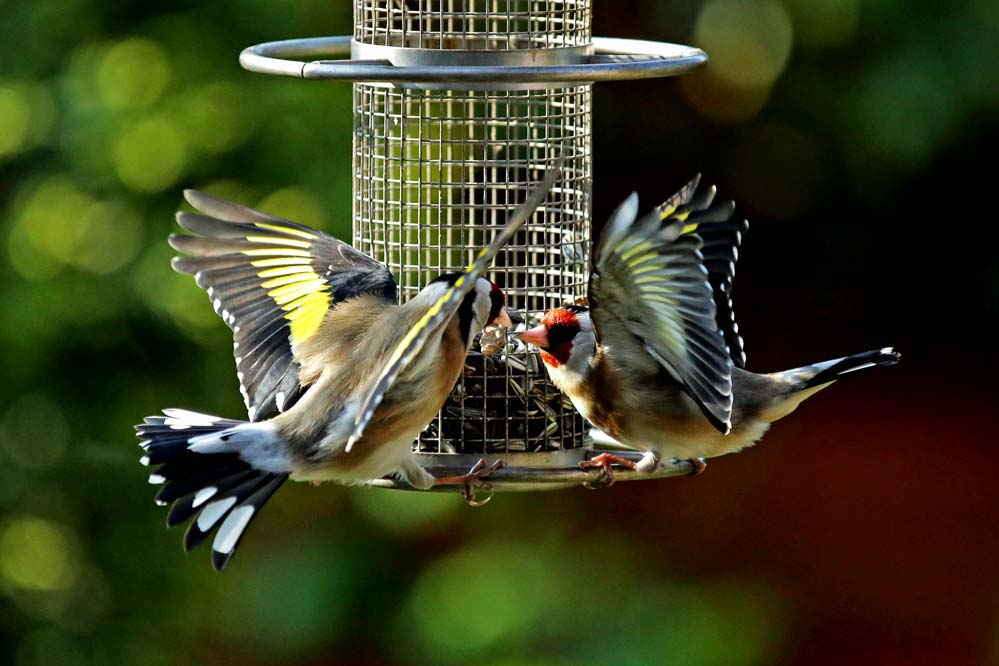 Carduelis carduelis -