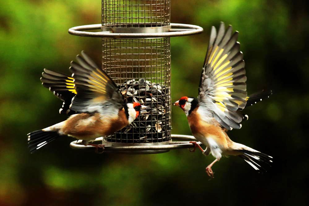 Carduelis carduelis