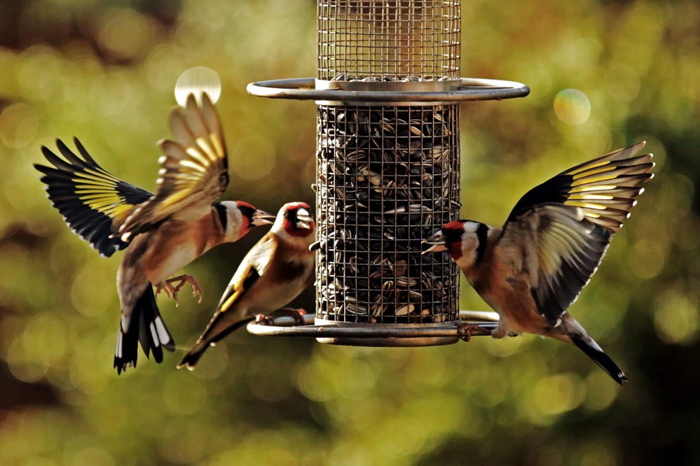 Carduelis carduelis