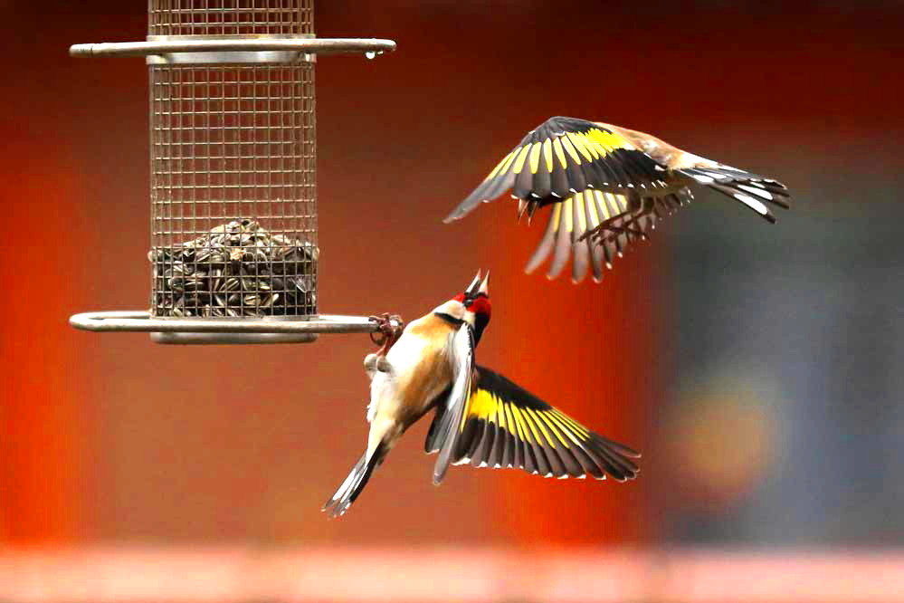 Carduelis carduelis - Flugkünste