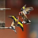 Carduelis carduelis - Flugkünste