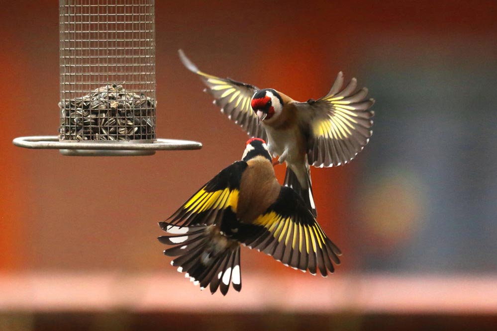 Carduelis carduelis - Flugkünste