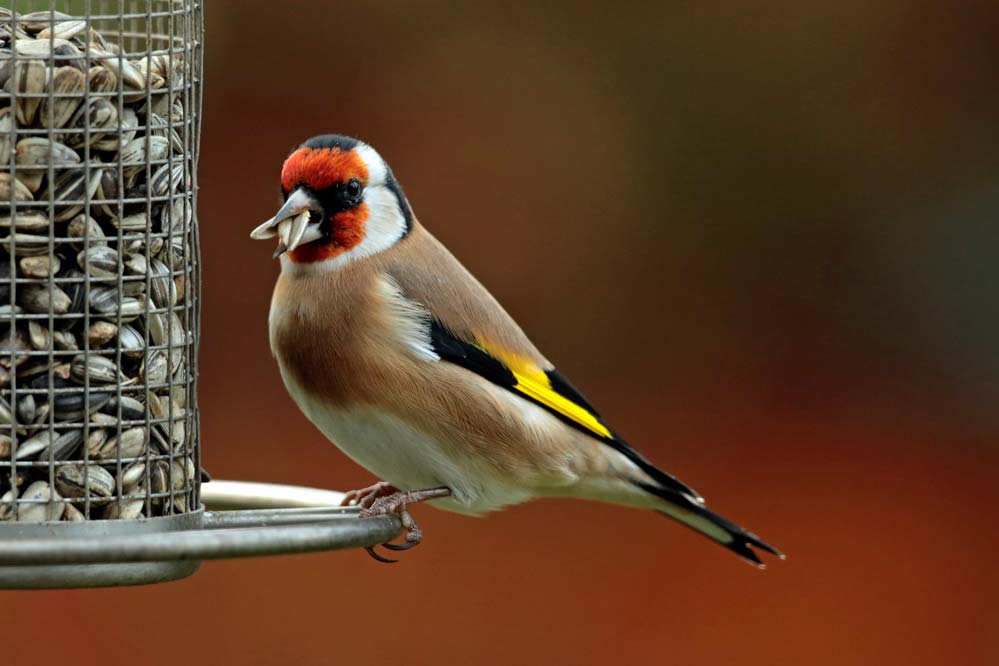 Carduelis carduelis - Kernspaltung