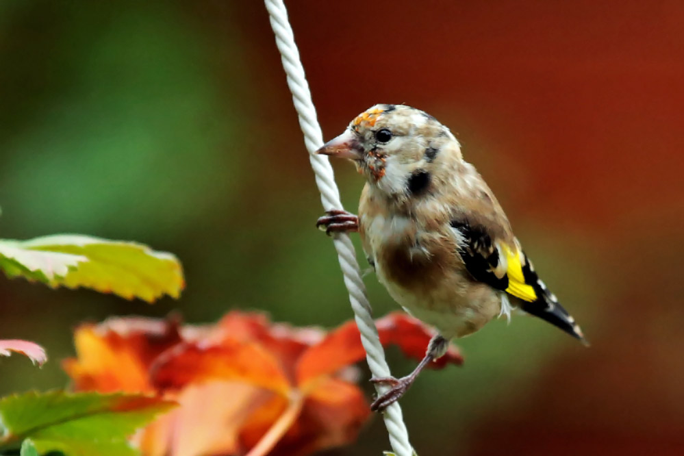 Carduelis carduelis - könnte ein Jungvogel sein