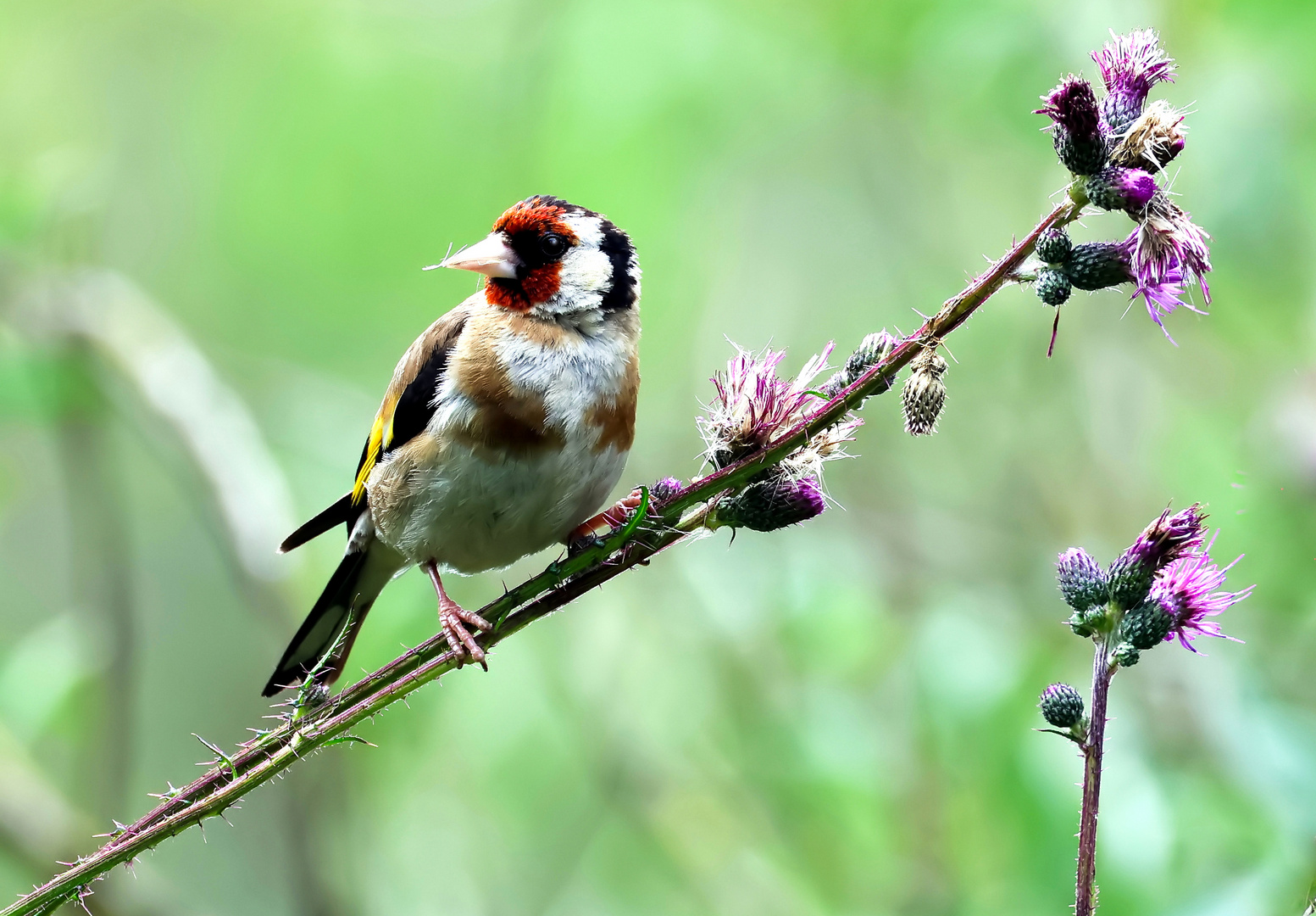  Carduelis carduelis (M)