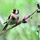  Carduelis carduelis (M)