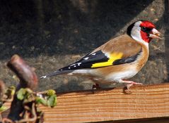 Carduelis carduelis -nun endlich mein erster Stieglitz (Distelfink)