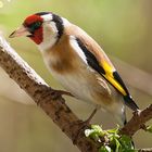 Carduelis carduelis oder auch Stieglitz oder Distelfink genannt