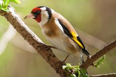 Carduelis carduelis oder auch Stieglitz oder Distelfink genannt