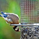 Carduelis carduelis - so geht's auch -