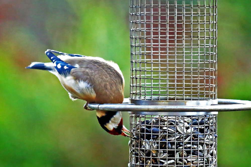 Carduelis carduelis - so geht's auch -