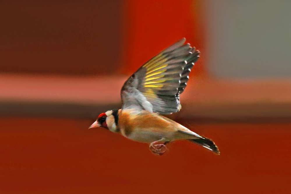 Carduelis carduelis unterwegs