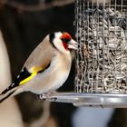 Carduelis carduelis...Vogel des Jahres 2016