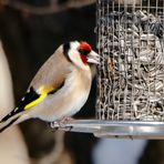 Carduelis carduelis...Vogel des Jahres 2016