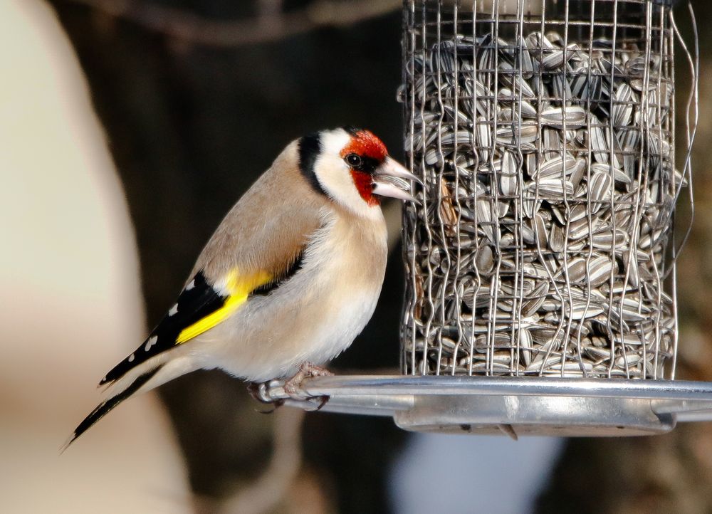 Carduelis carduelis...Vogel des Jahres 2016