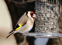 Carduelis carduelis...Vogel des Jahres 2016