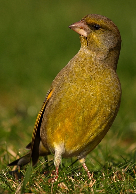 Carduelis chloris