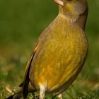 Carduelis chloris