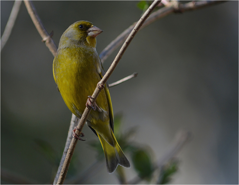 Carduelis chloris