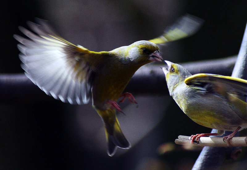 Carduelis Chloris