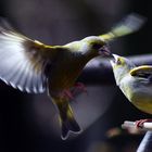 Carduelis Chloris