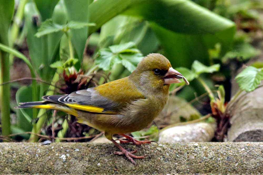 Carduelis chloris