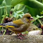 Carduelis chloris