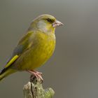 Carduelis chloris