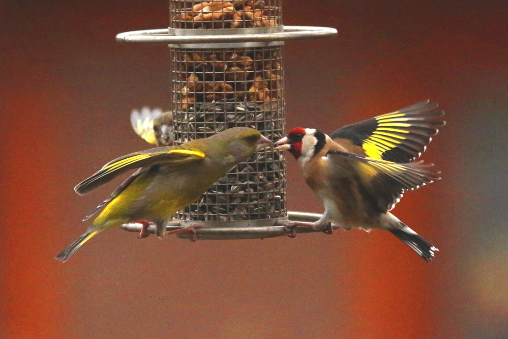 Carduelis chloris + Carduelis carduelis