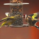 Carduelis chloris + Carduelis carduelis